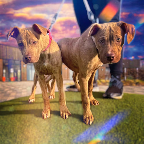 Two of a Kind - Bella & Simba