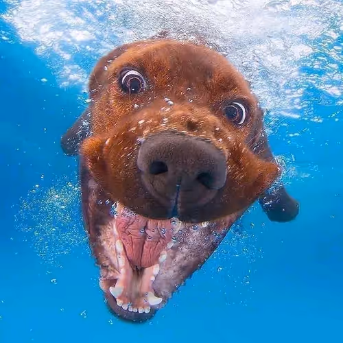 Underwater Dog Photos