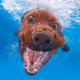 Underwater Dog Photos