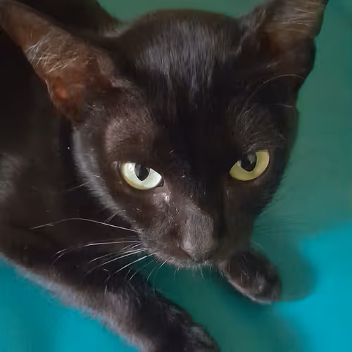 Jhon's Black Cat  #86396831