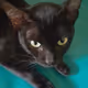 Jhon's Black Cat  #86396831