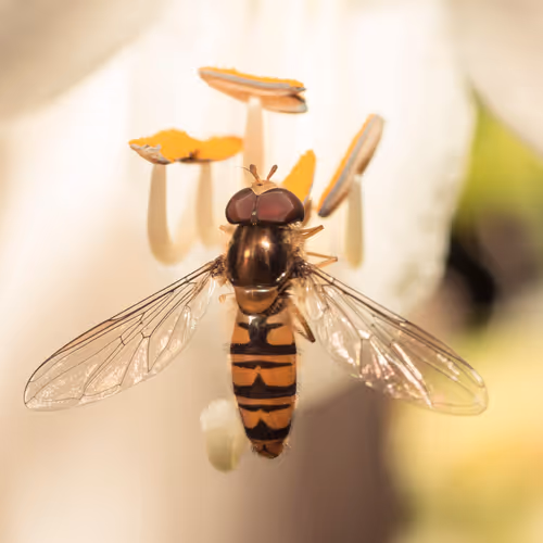 Happy_People V2 - old