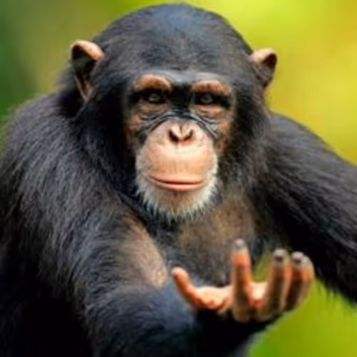 Monke #65,536