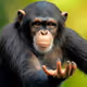 Monke #65,536