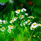 Lazydaisy