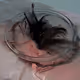 Untitled Specimen by Sara Ludy