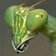 Unusual Mantis