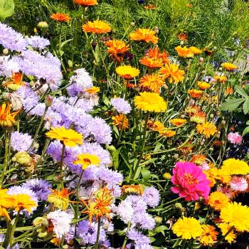 Urals garden flowers