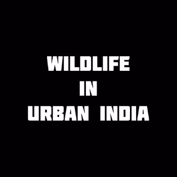Wildlife in Urban India