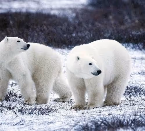 Urso polar as diferentes fases
