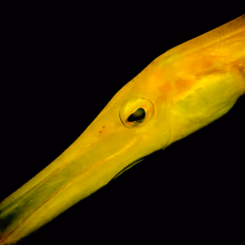 Underwater world images