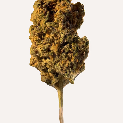V-Buds