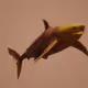 Treasures of the Sea - Sharks