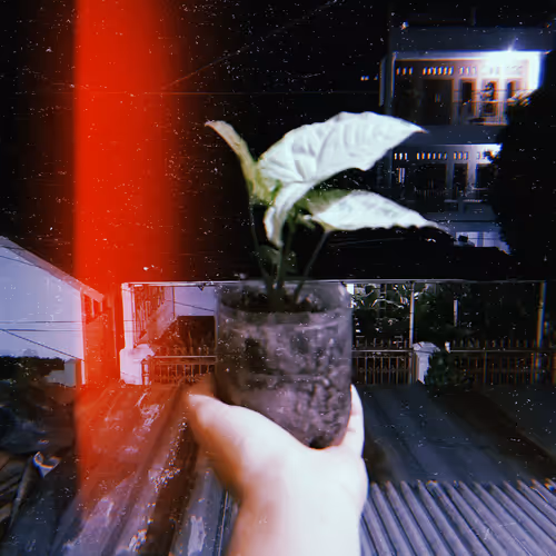 Varietas of colorfull