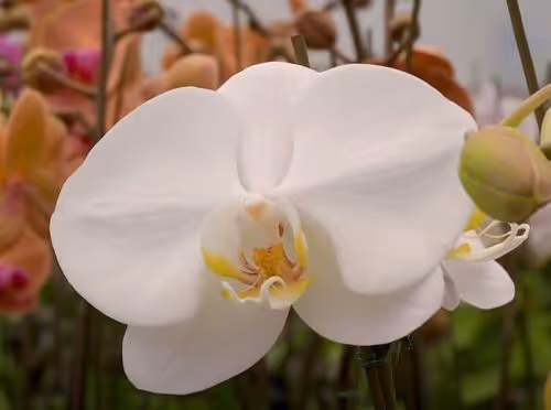 Variety of Orchids