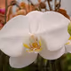 Variety of Orchids