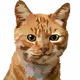 Vektor Pet