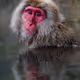 The Ventenni Collection - Wildlife
