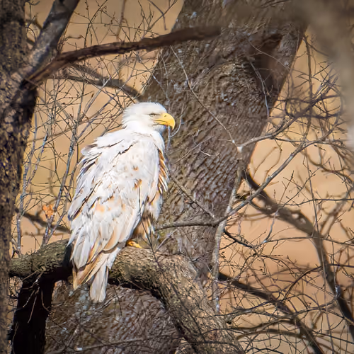 Ghost of the Ozarks Very Rare Leucistic Bald Eagle