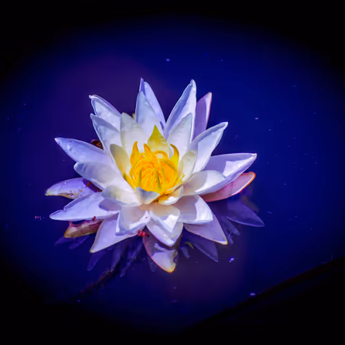 Vibrant Flowers Photography Collection