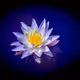 Vibrant Flowers Photography Collection