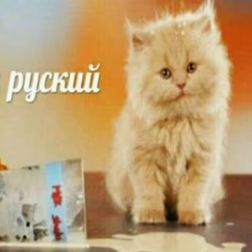 elegoyants collection