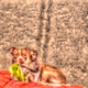 VIRAL VIDEO FAN ART