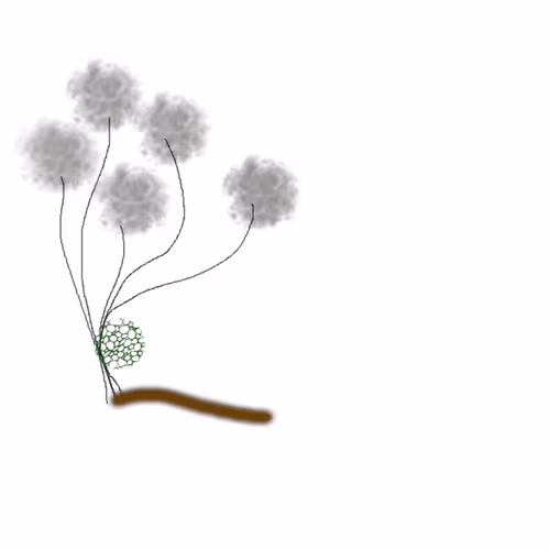 Visual delectatio - old