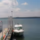 Vivaneau