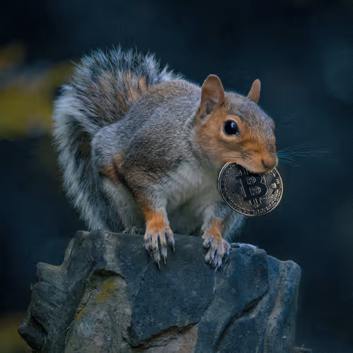 Wagmi Squirrel