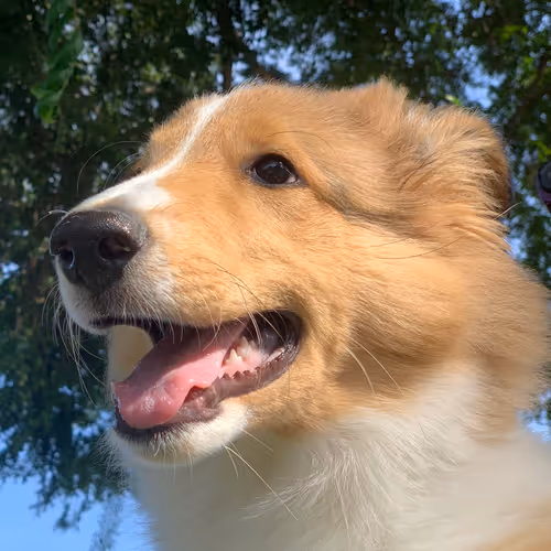 My Soul (I reserve the right to grow new ones*)