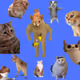 Waocat