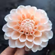 water flower
