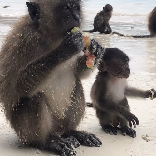 watermelon monkeys