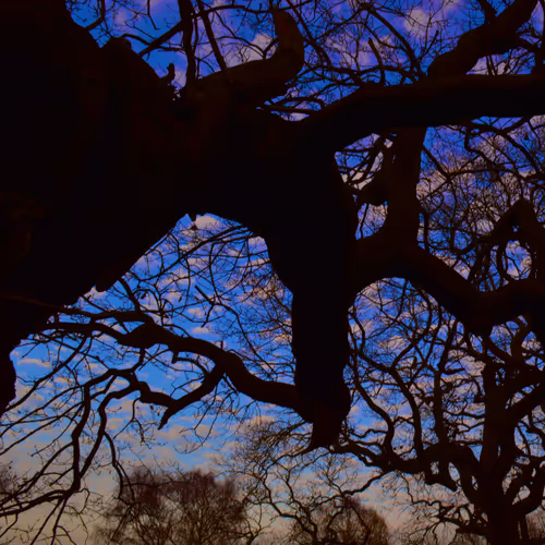 WAVI Woods
