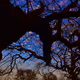 WAVI Woods