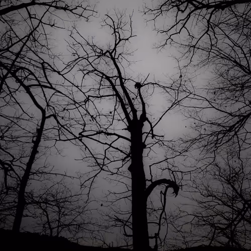 we live, we create, we die