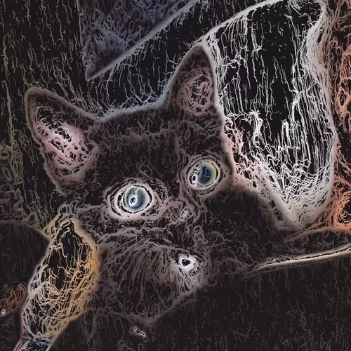 Weird Kitten - old