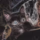 Weird Kitten - old