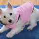 Sophie the Westie Pooch - old