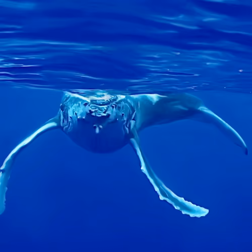 Whale Art Nuie - old