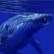 Whale song - old