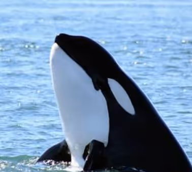 Whalehoods
