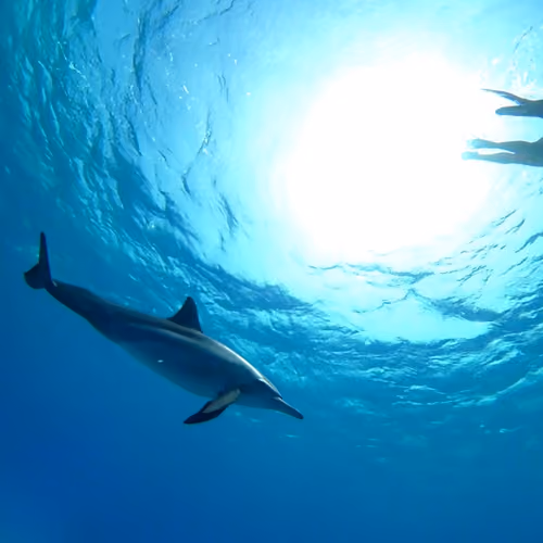 Diving photography