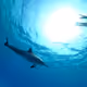Diving photography