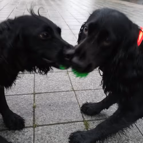 what tasty that morning dew