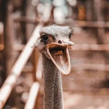 What's in The Zoo