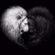 White and black lion
