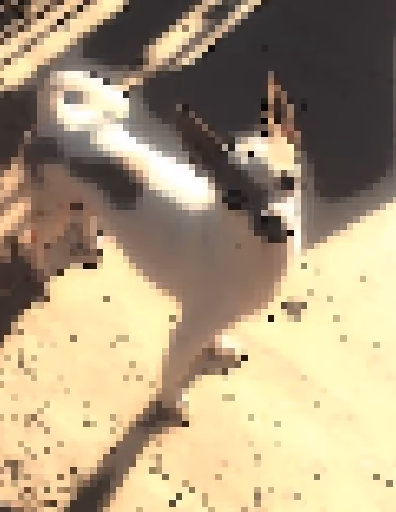 white dog chihuahua