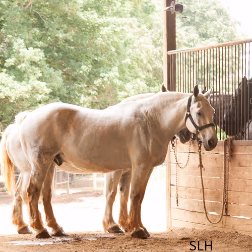 White Horses